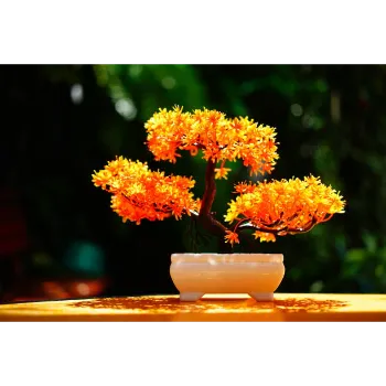 Yellow Bonsai Plants